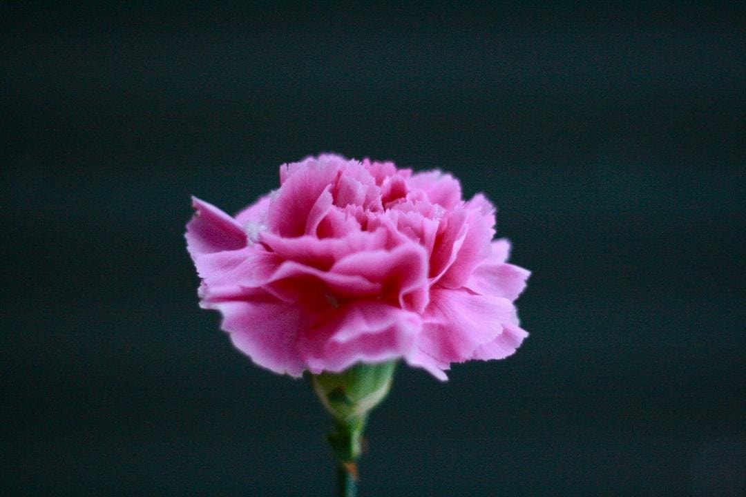 運営ブログ：５月の振り返りと６月の予告！