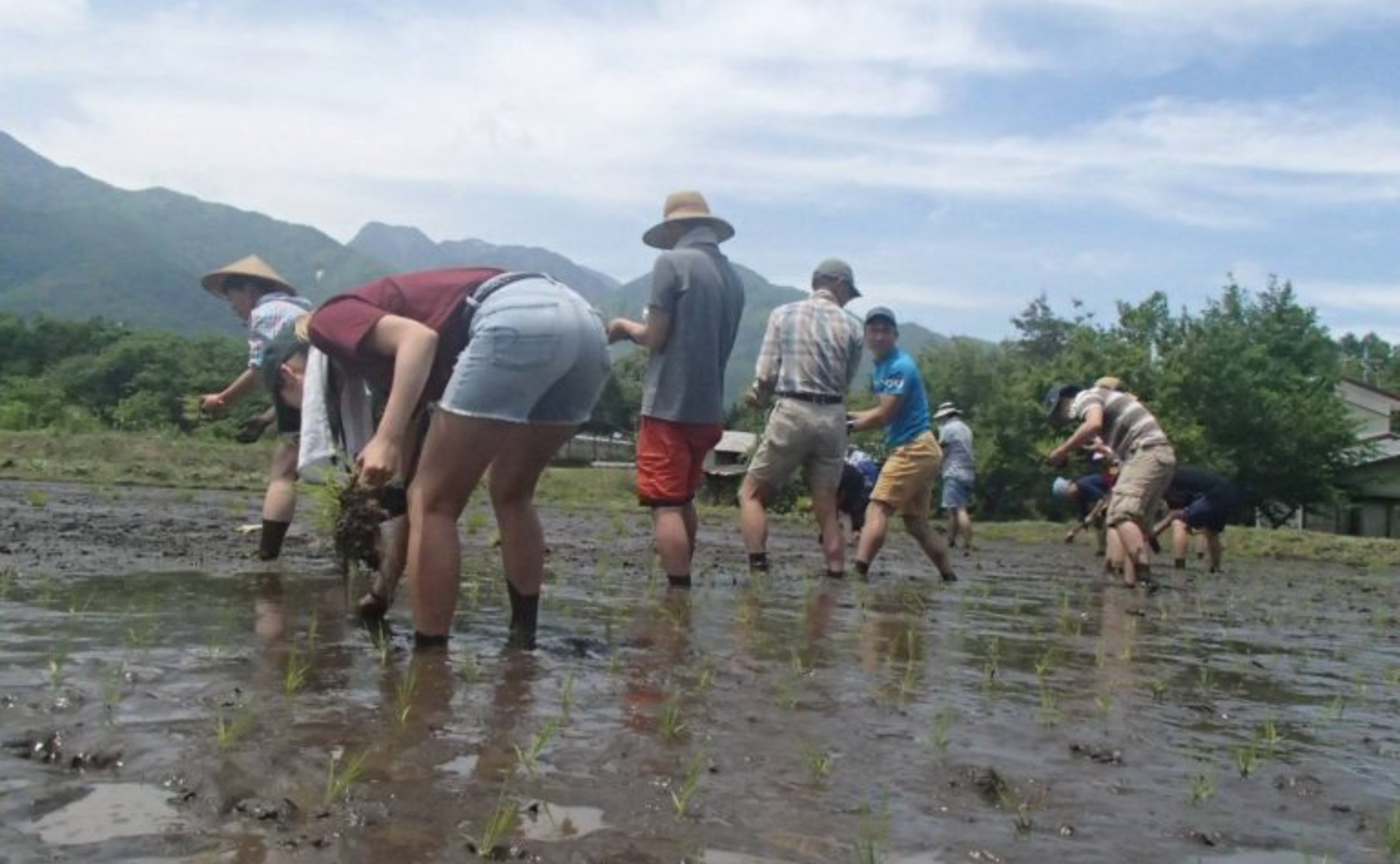 2025年お田植イベント(暮らし畑主催)