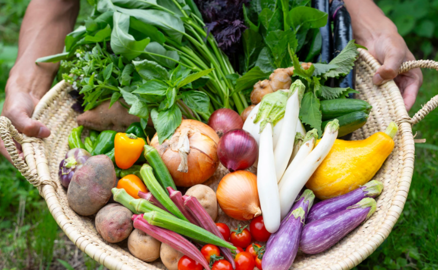 九州｜GREEN OF ITOSHIMA「初夏の糸島菜彩」