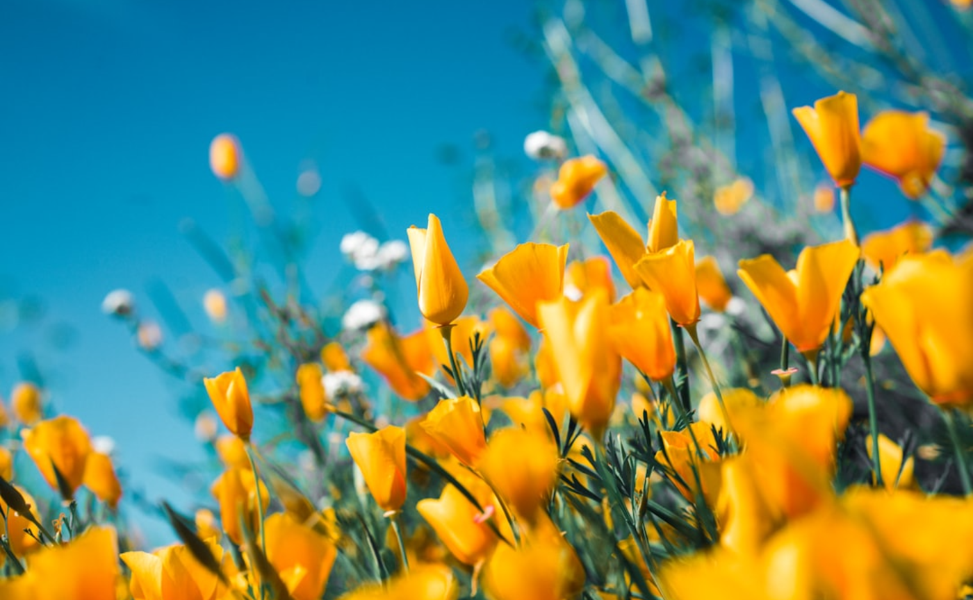 五明倶楽部 1期生メンバーの声を集めました♡