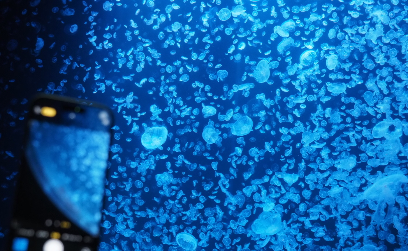 【参加レポ】加茂水族館とスイデンテラスに行ってきた