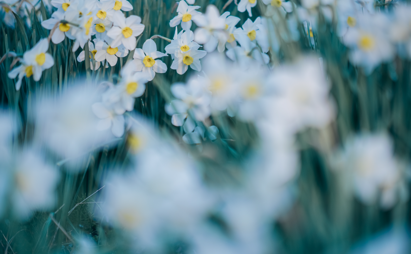 福島お花めぐりツアーレポート＜前編＞