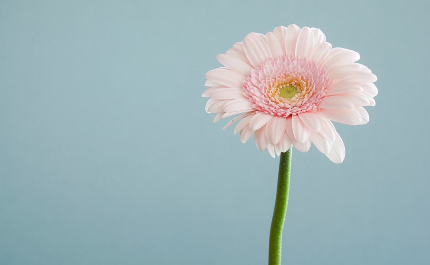 QOLONメンバーの声