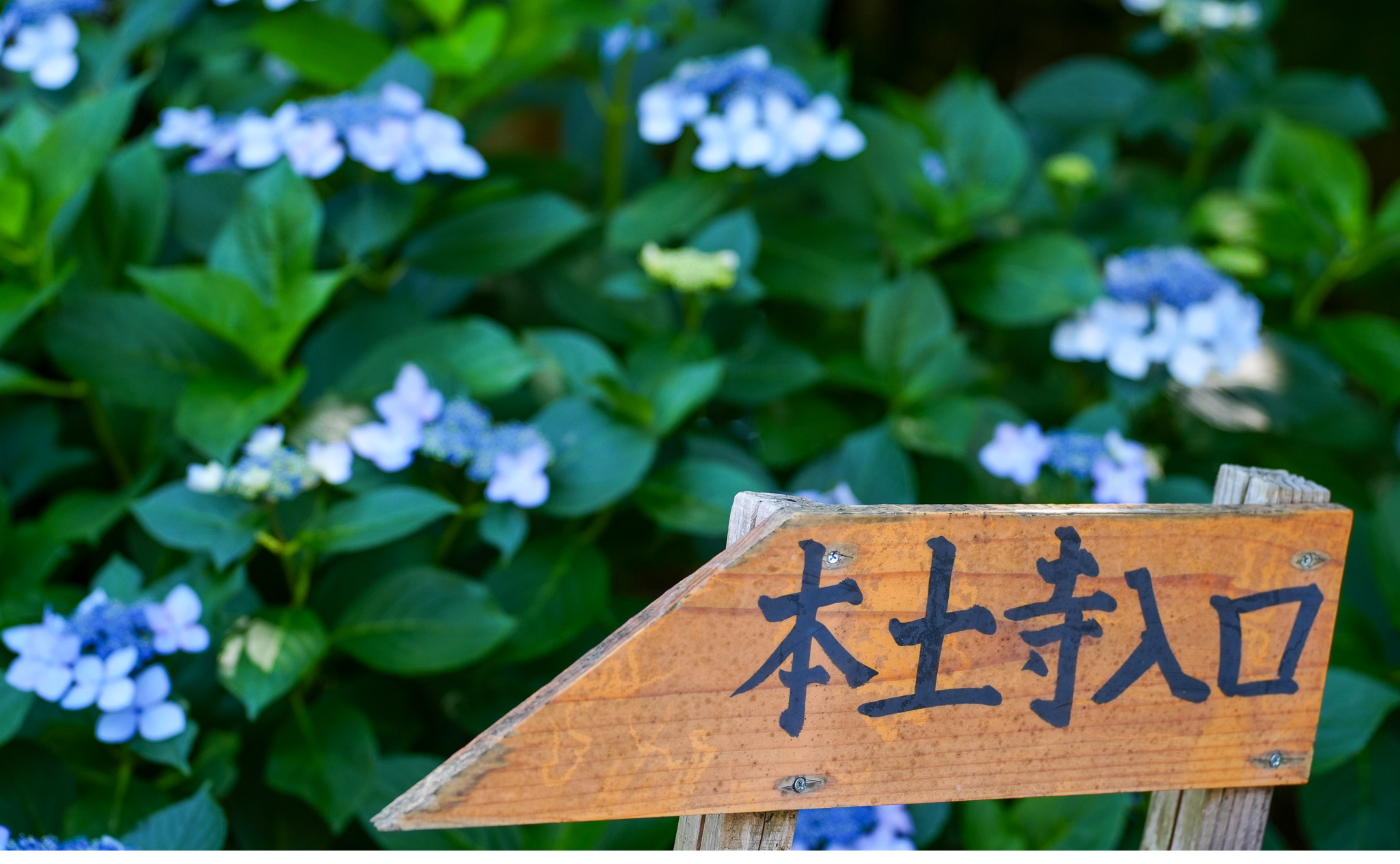【 千葉 】松戸が誇るあじさい寺「本土寺」へ