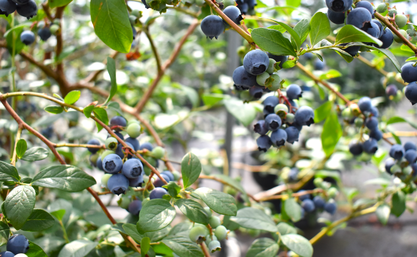 九州｜QUAINT NAGASAKI ～海風の国、佐世保を訪ねて〜