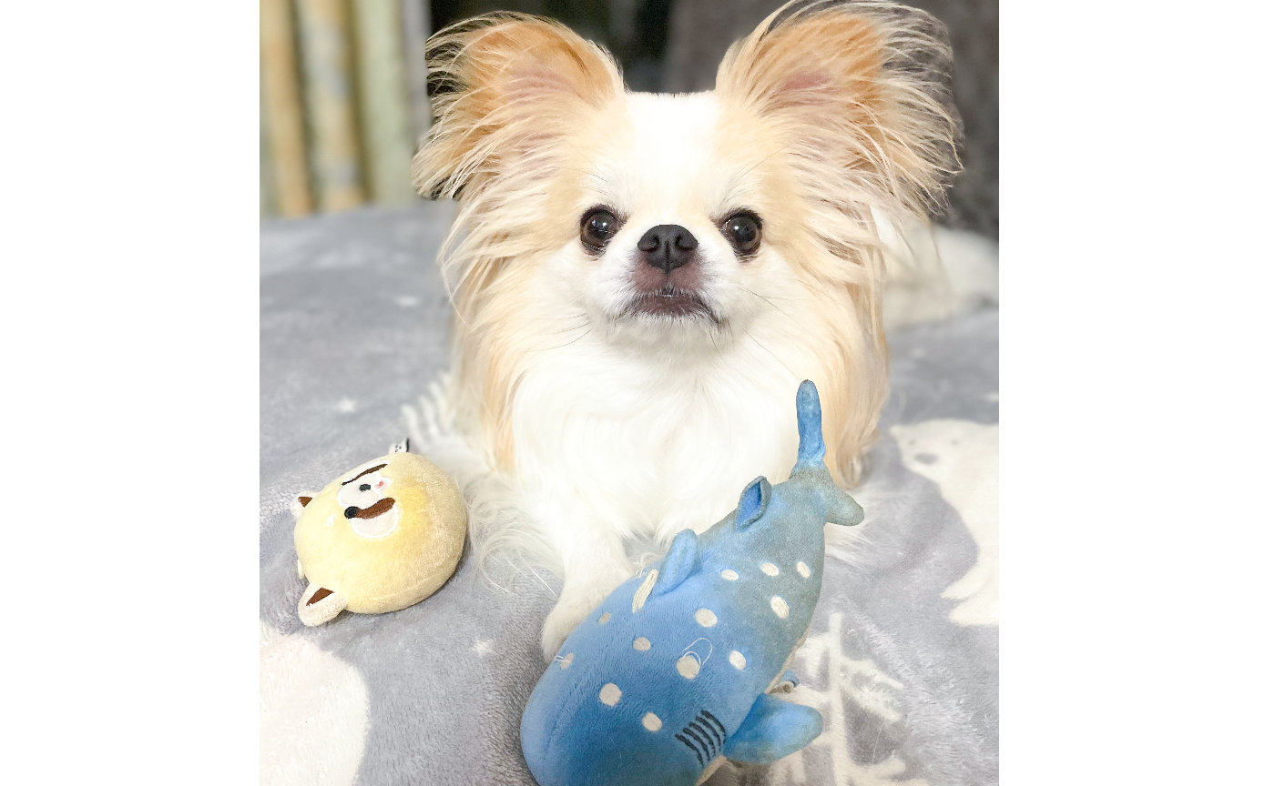 みんなのお気に入りのおもちゃは何ですか〜？