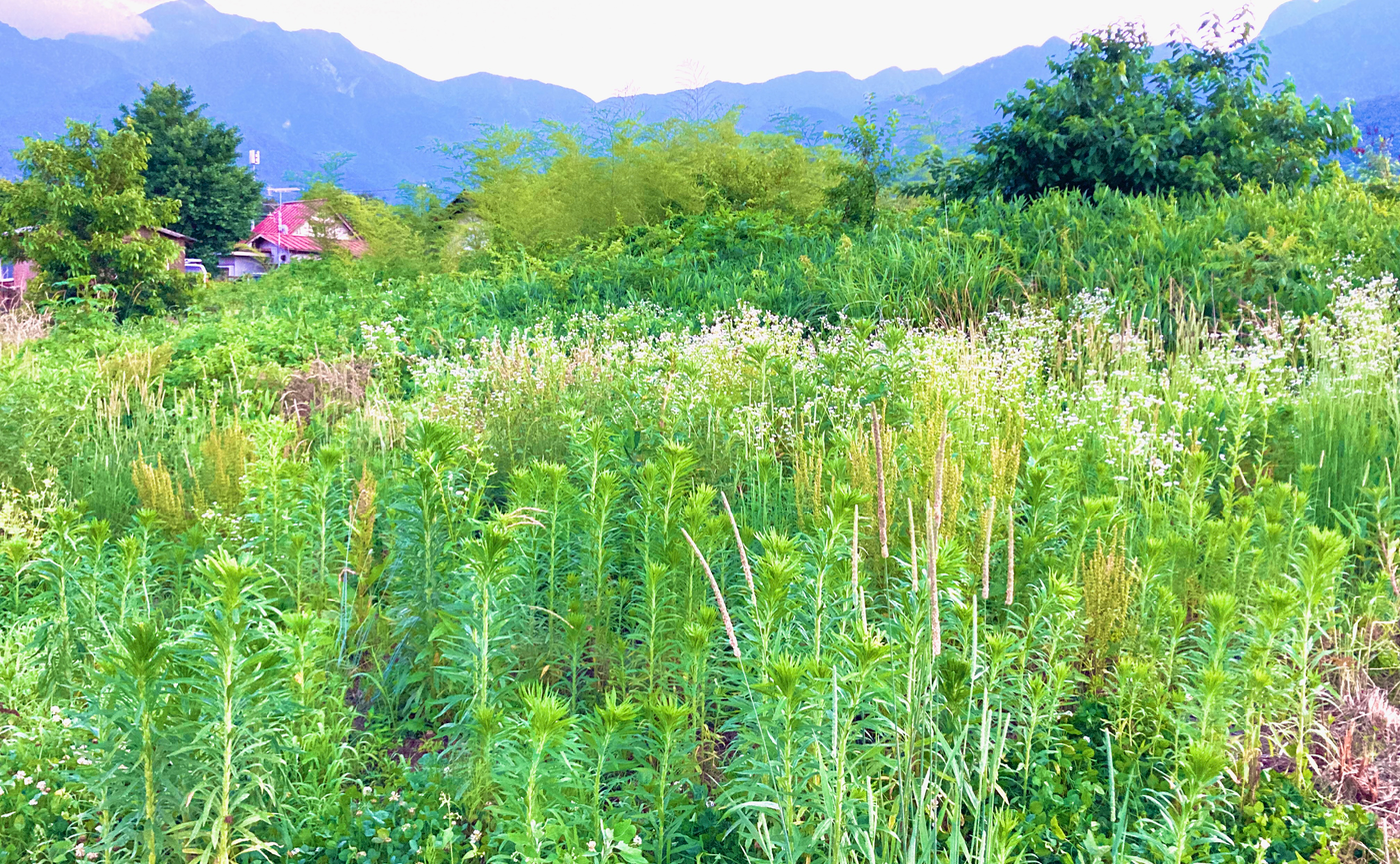 【自然農畑講座7月~11月】畑地の改善と、自然農で大根を育てる