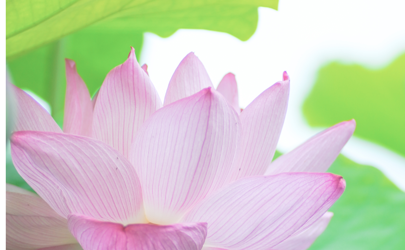 【オススメ】朝活でハスを撮ろう〜♪