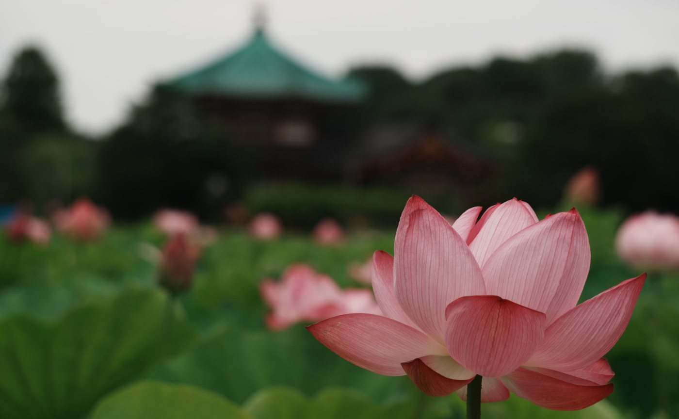 不忍池で蓮撮影
