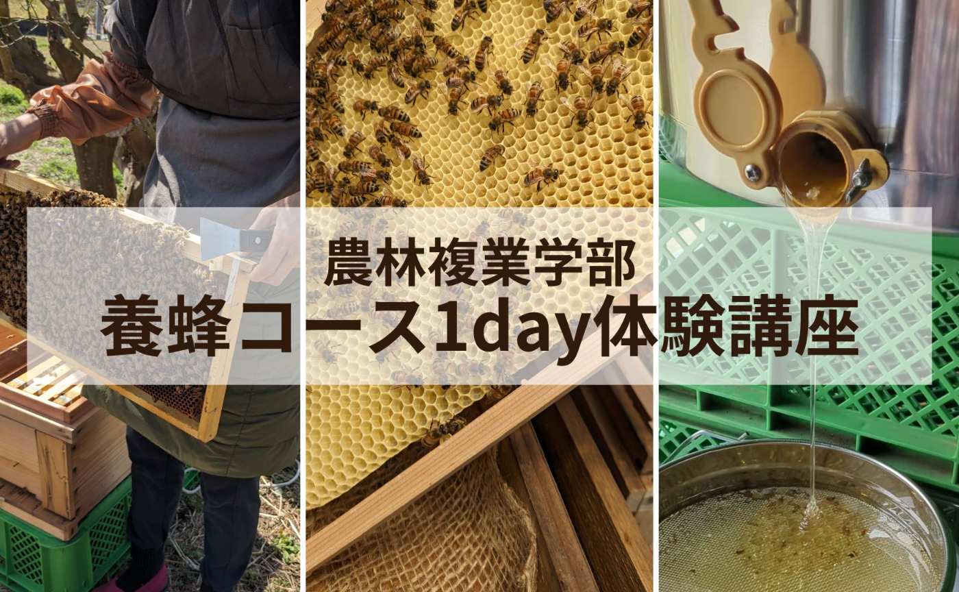 農林複業学部養蜂コース1day体験講座