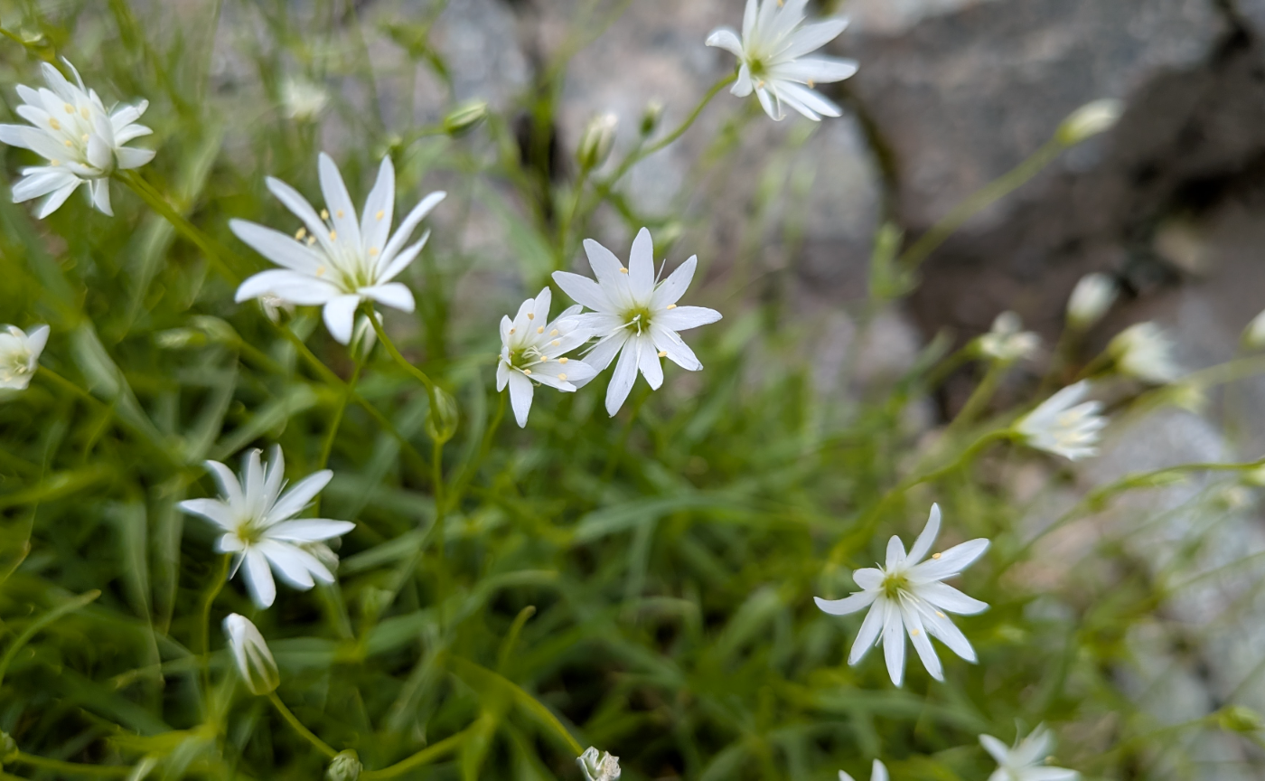 インバウンド登山者のこと