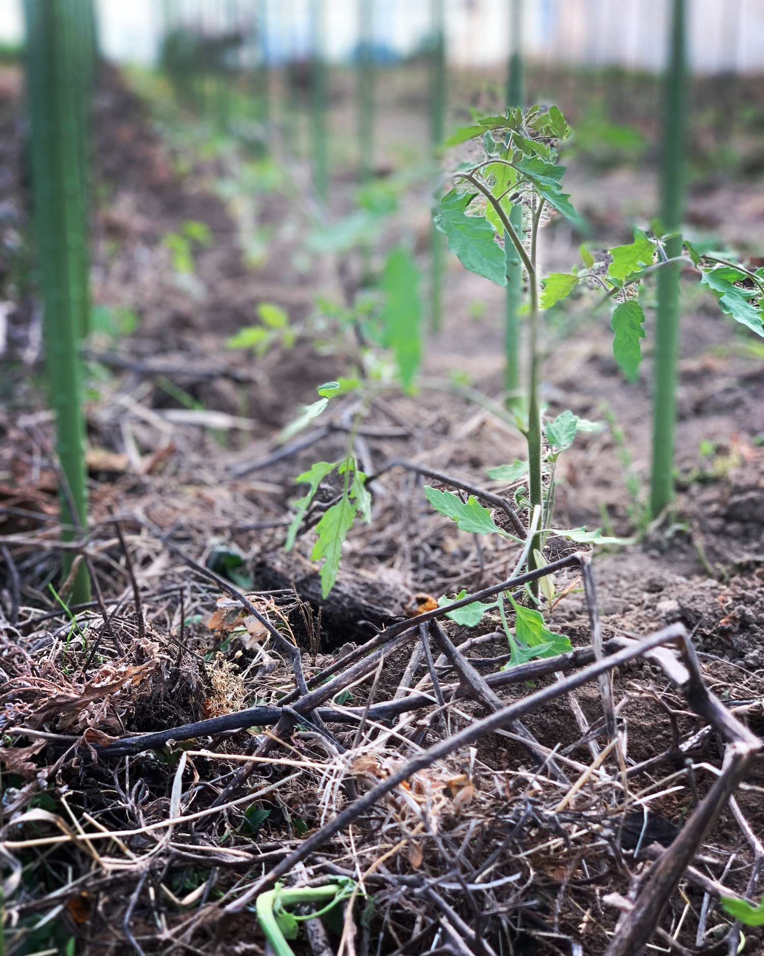 トマトのアイデンティティ