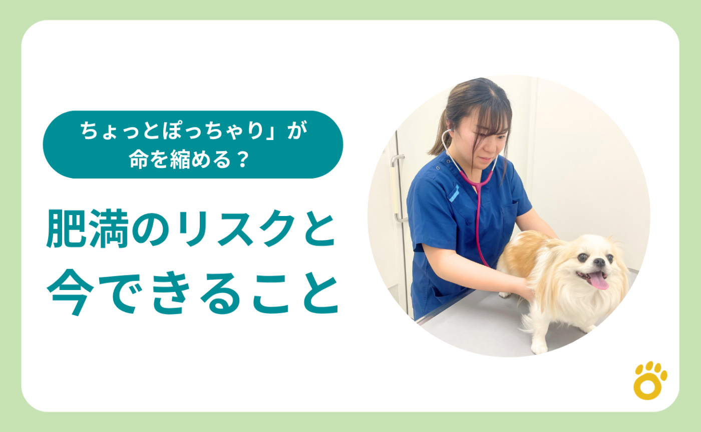 「ちょっとぽっちゃり」が命を縮める? 〜肥満のリスクと今できること〜