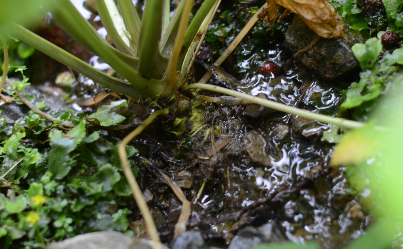 ここが東京だって信じられます？｜TOKYO WASABI