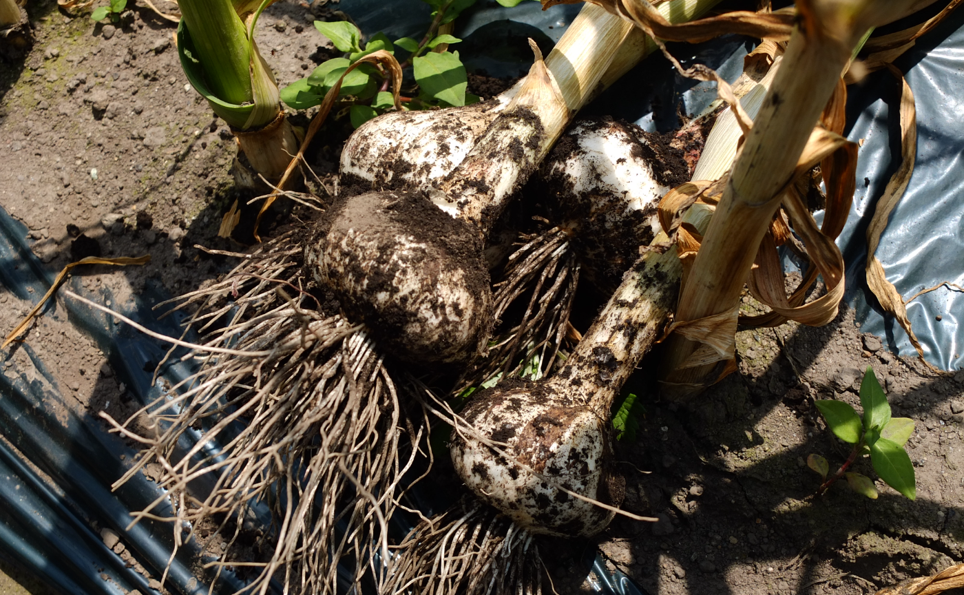 町に入ればニンニクの香り青森県田子町へ