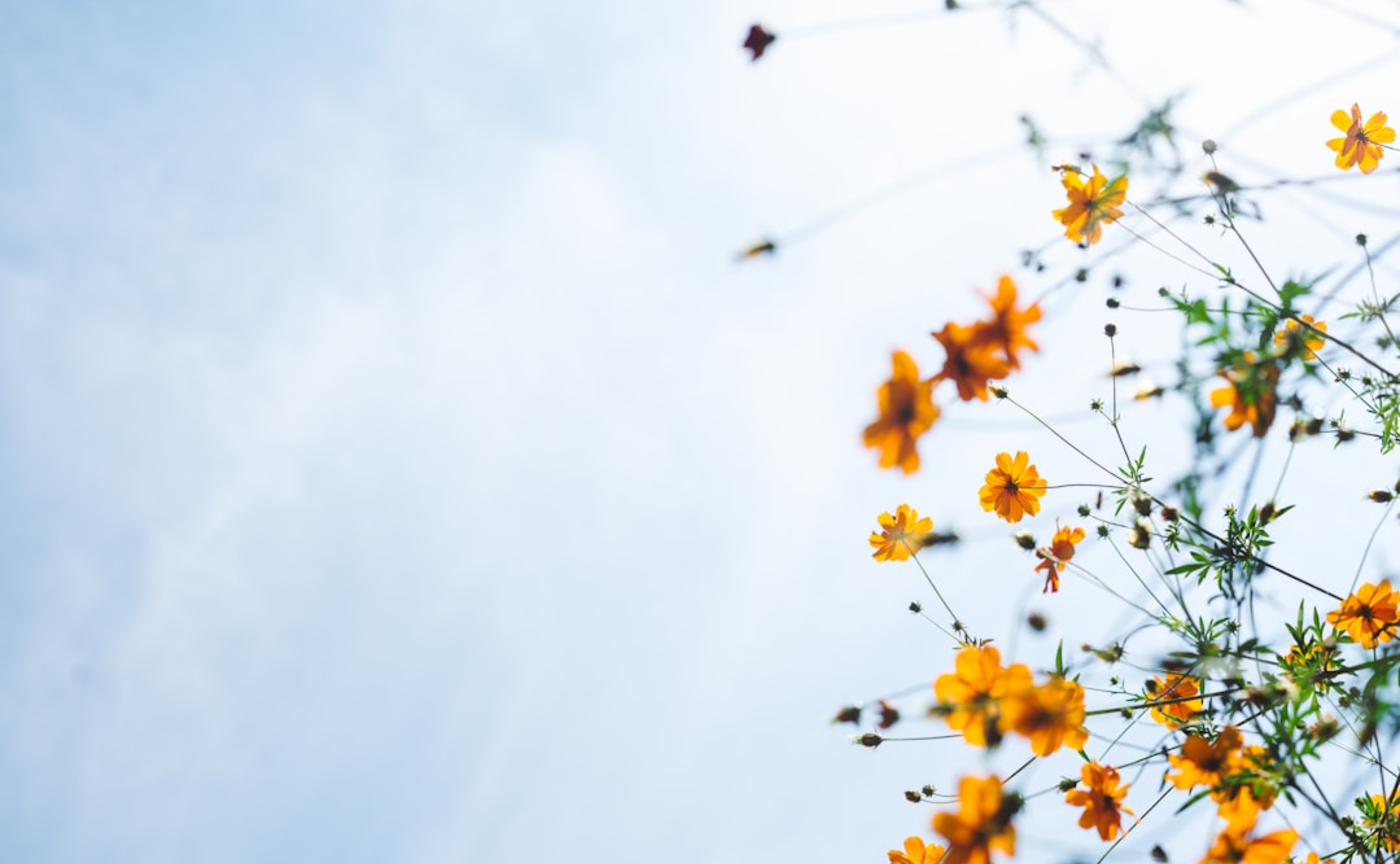 ２０２５年、特別な年に平和を想う