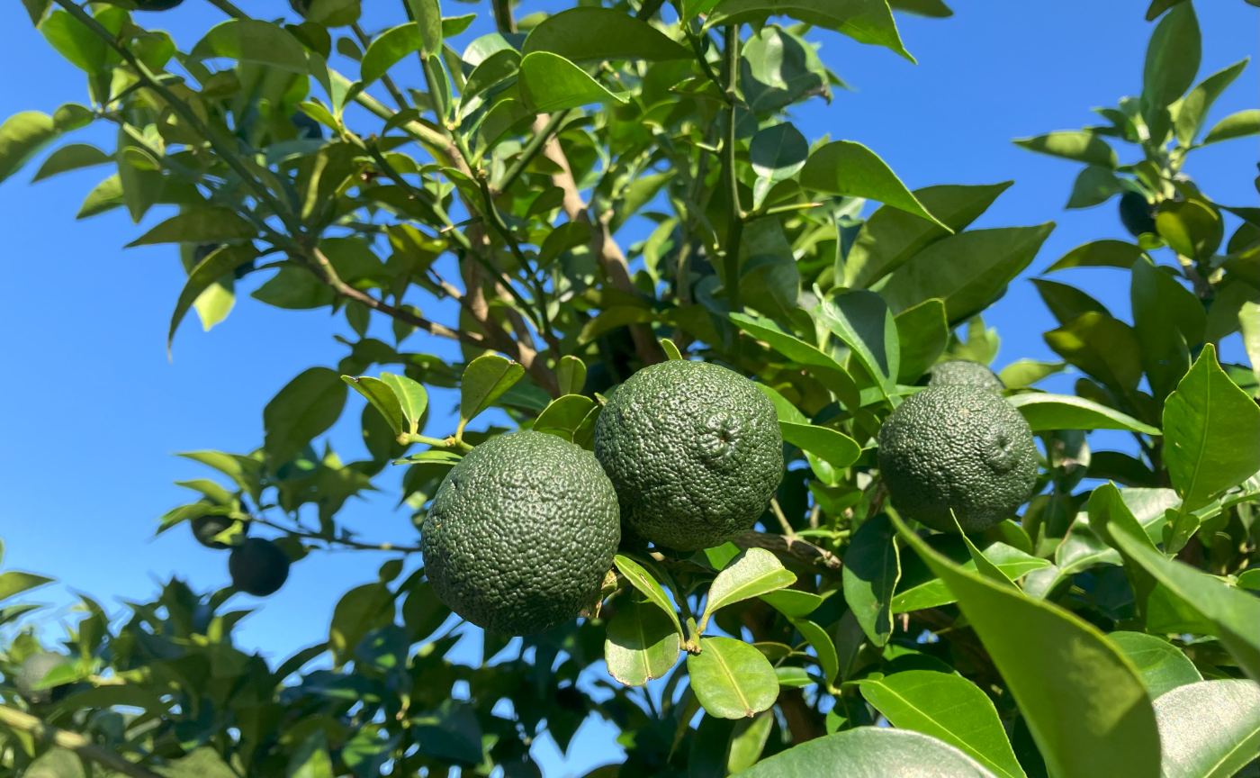 九州｜豊後の味力 vol.3 ～大分のうまいもんを探しに～