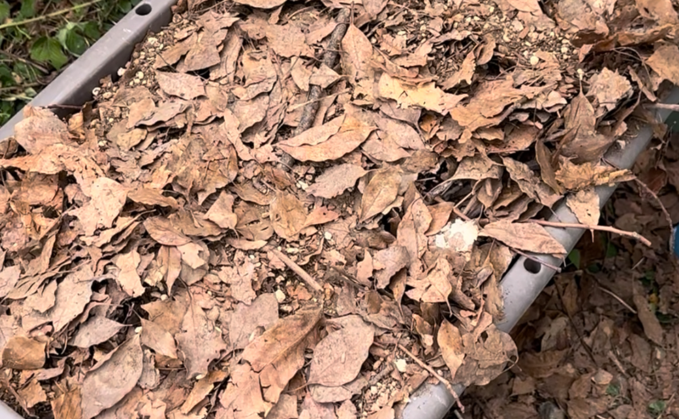 【プランター】カラカラに乾燥したエサと土。復活させる方法