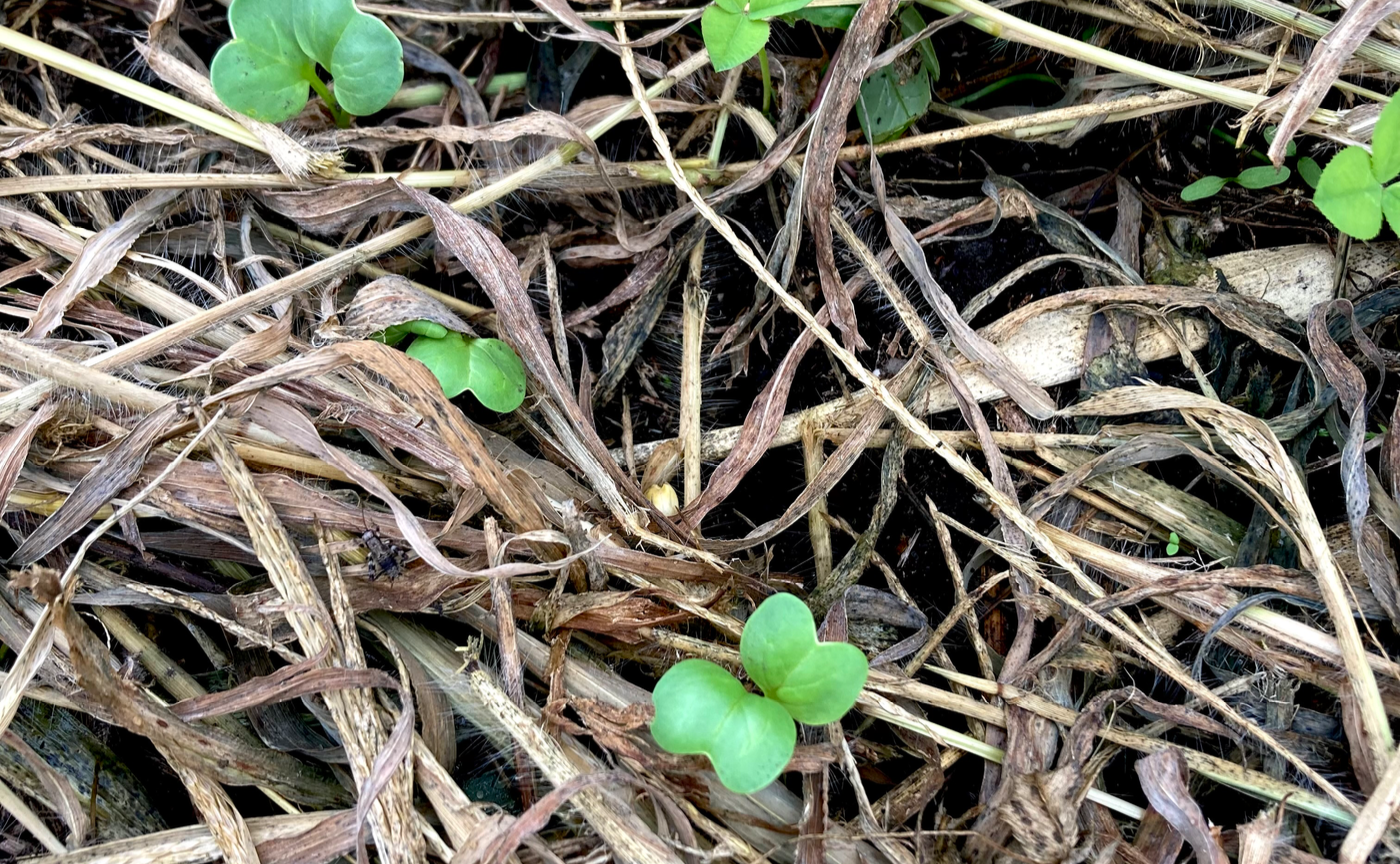 【自然農畑講座7月~11月】の第６回　間引き（村民主催：久保牧子）