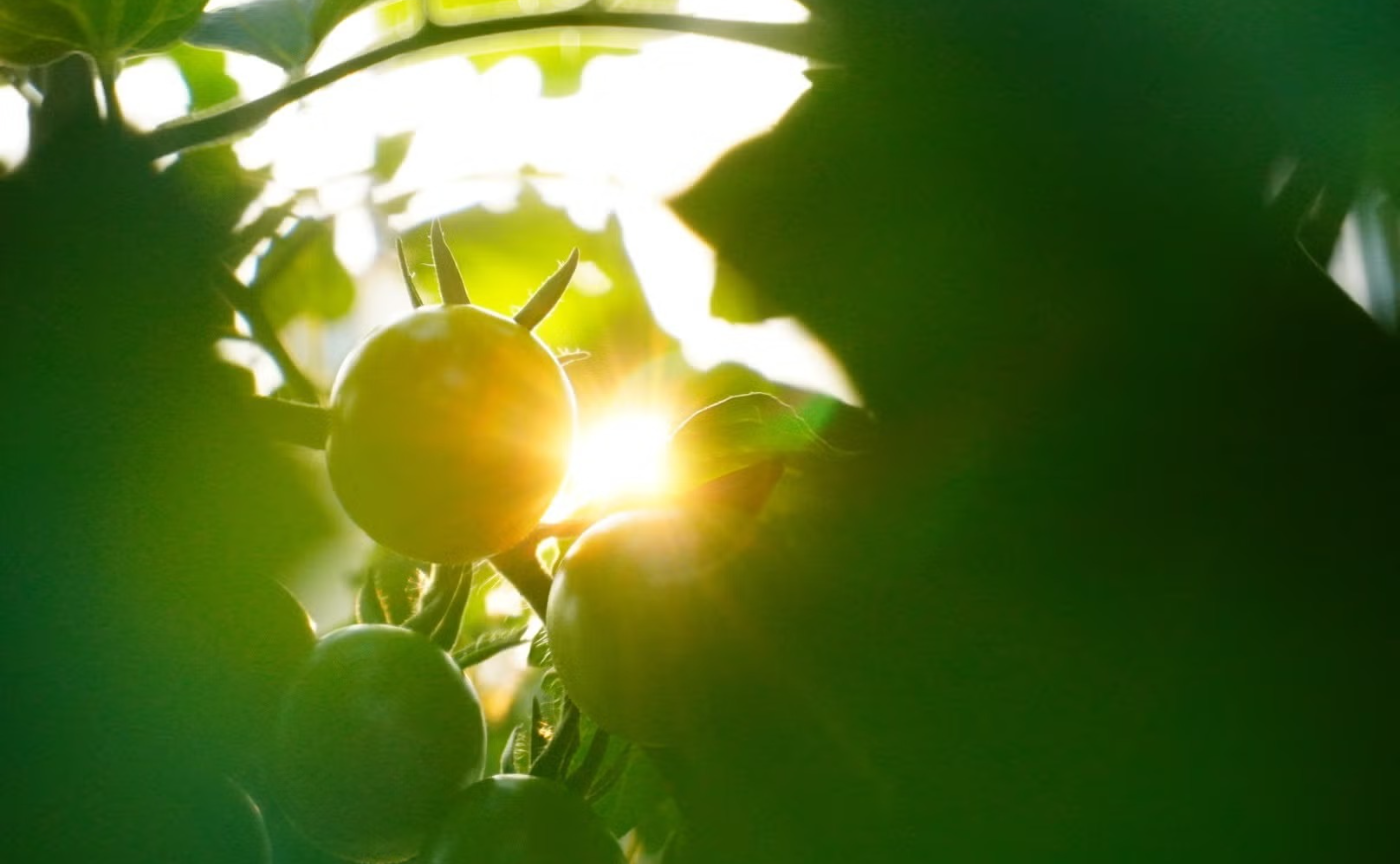 7月〜8月開催 ／つぶやきで参加！アートフォトコン 受賞作品発表 ！