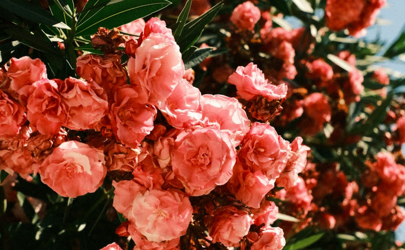 Happy Returns Market やさしさに包まれるわたしの幸せ時間