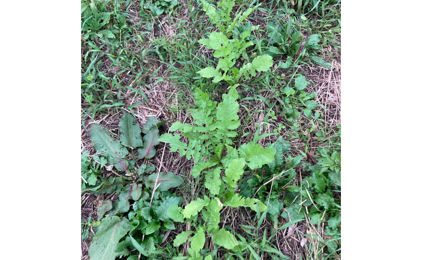 【自然農畑講座7月~11月】の第８回　間引きと食べ方（村民主催：久保牧子）