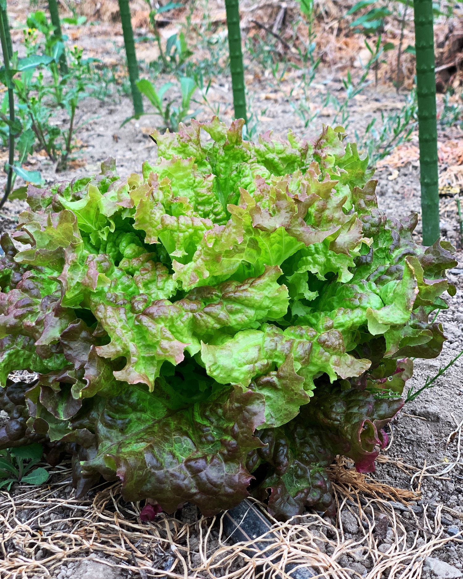 勝手に生えてくるシリーズ