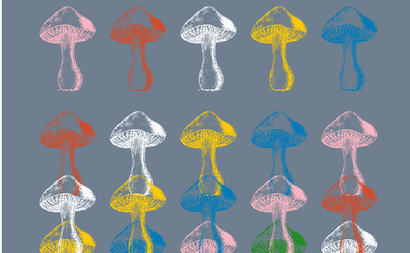 【11/4（火）】八ヶ岳キノコイベントにようこそ！