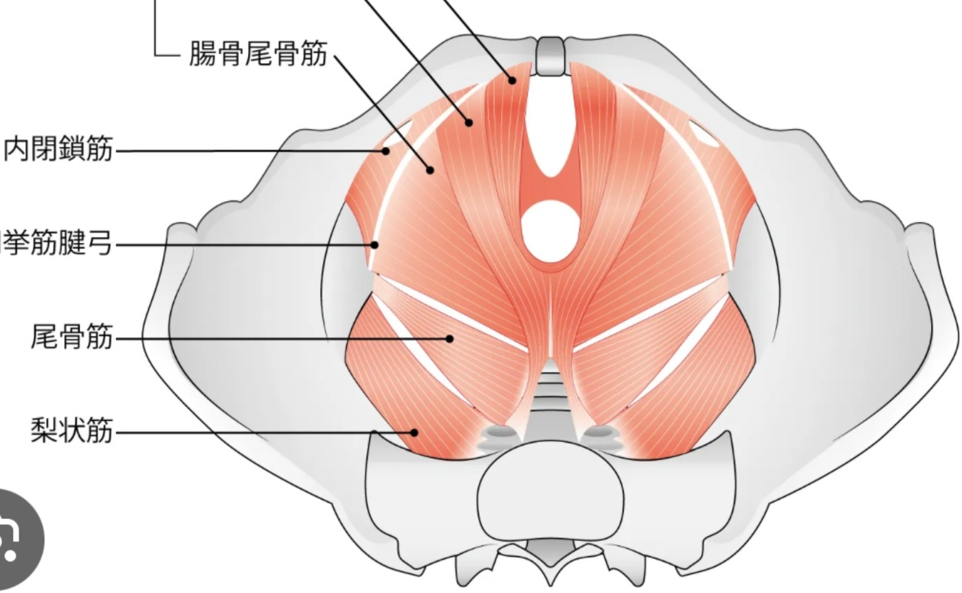 君は骨盤底筋郡を知ってるか？