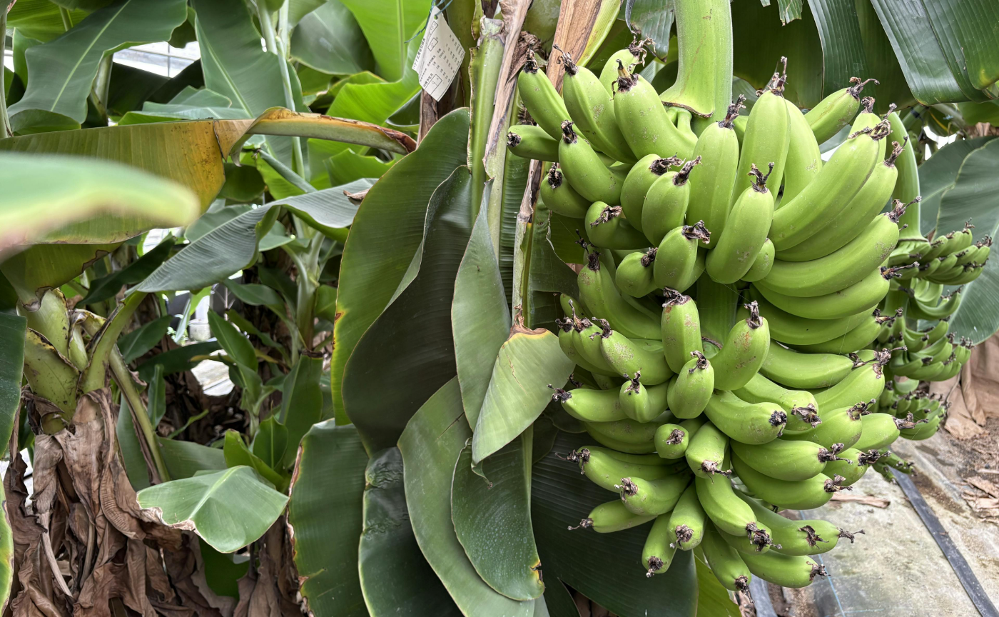 九州 | HIGO JOURNEY vol.3 ~やっちろのうまかもんと出会う~