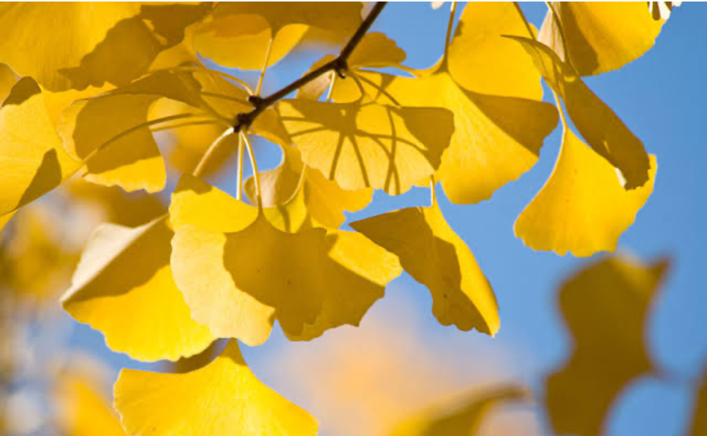 月刊ひとさじ🌰 11月号