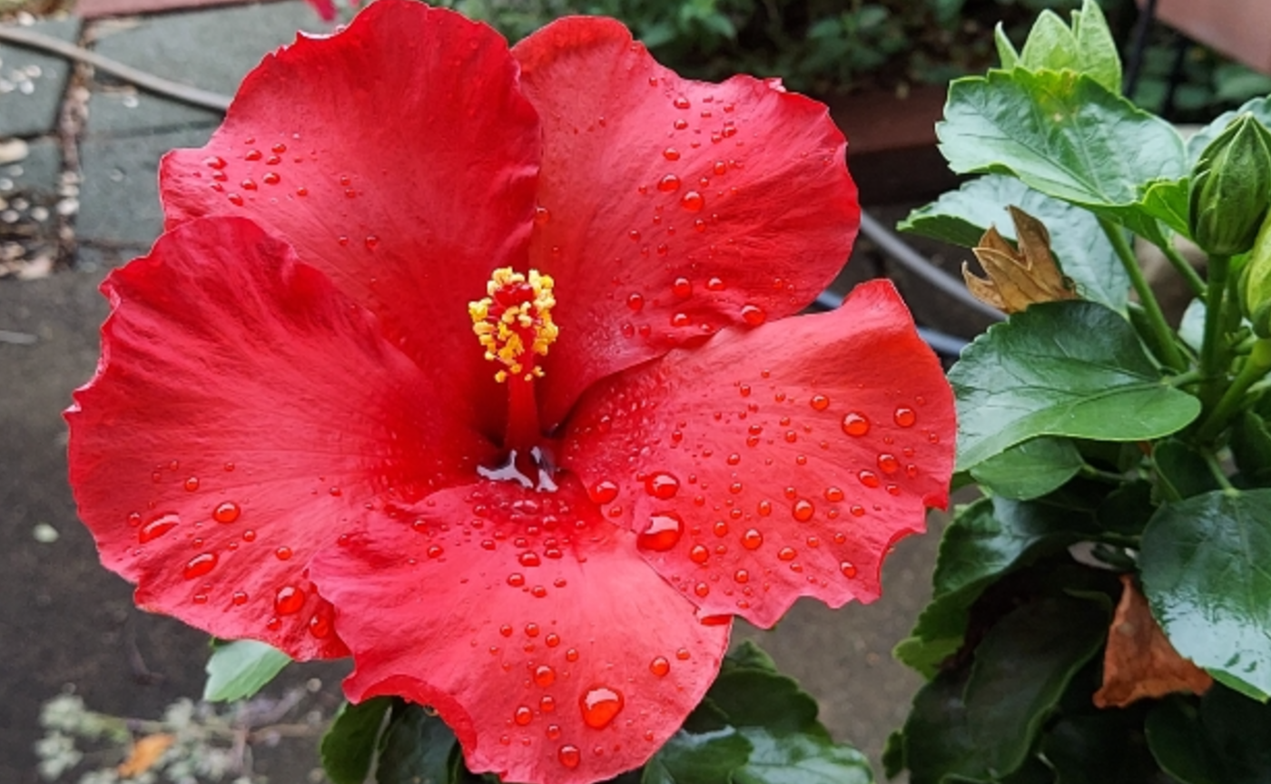 マヤバースデーのプレゼント🌈