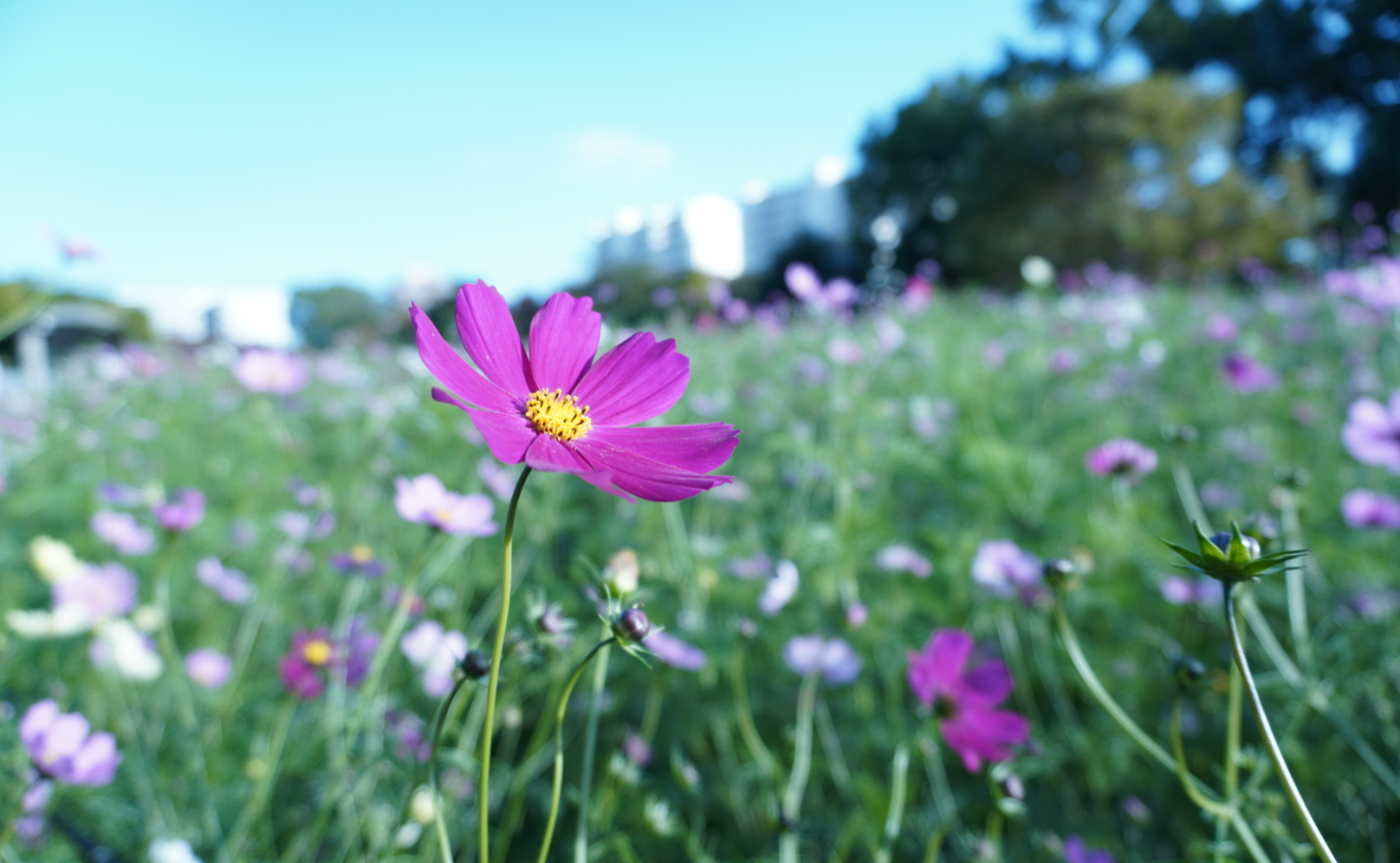【開催レポ】長居植物園で秋のお花撮影