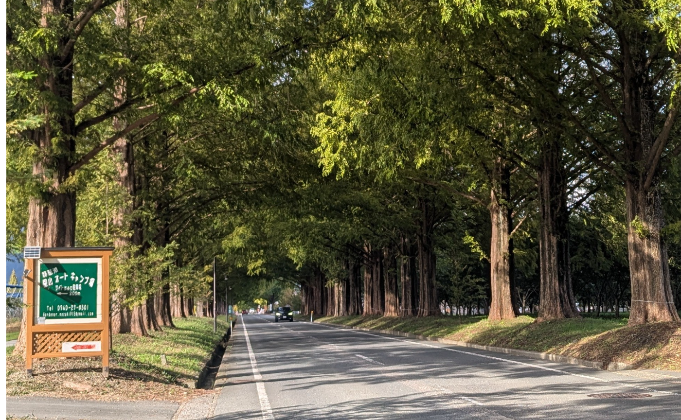 🌲メタセコイアのカメラマン📸