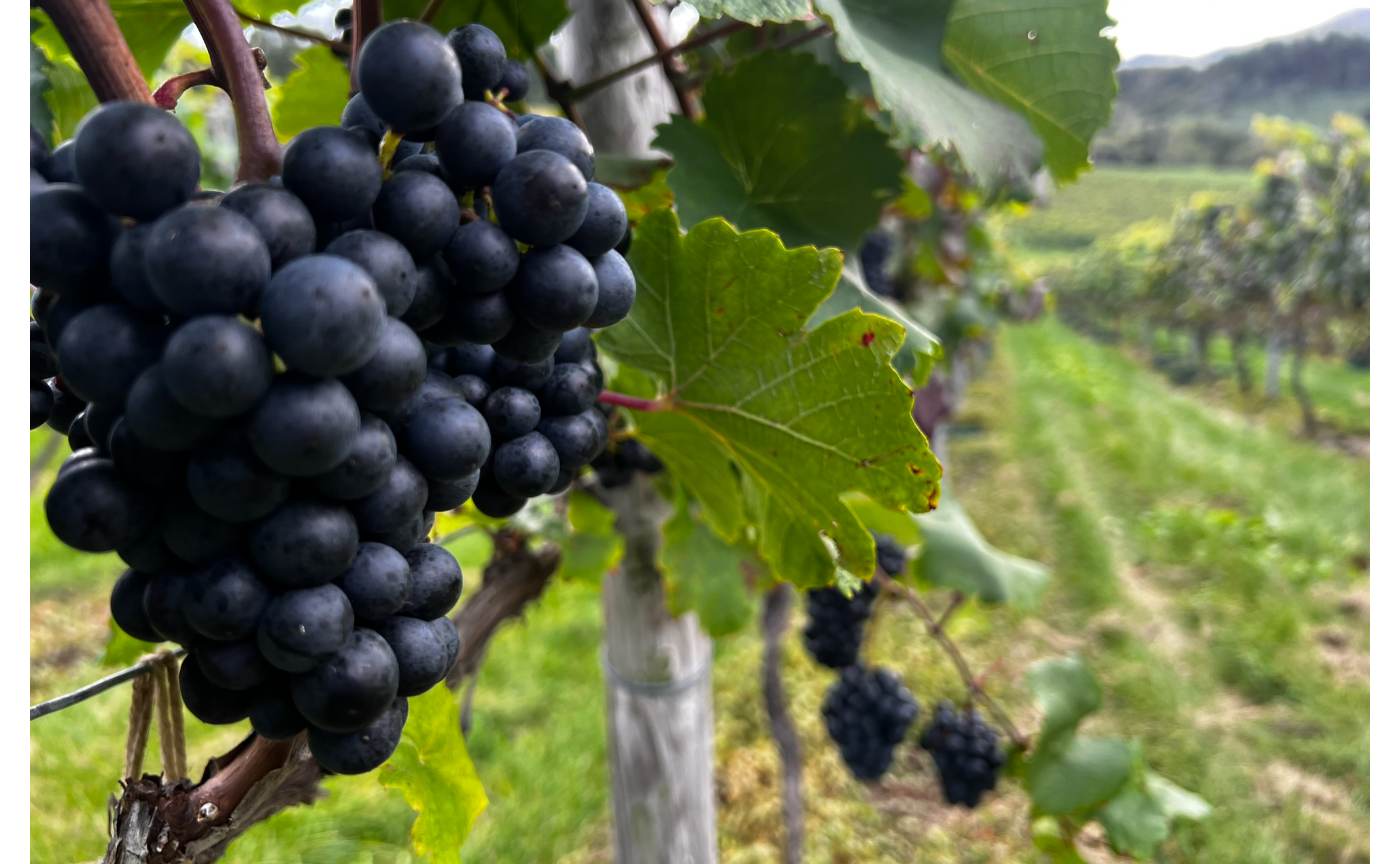 葡萄栽培したり、ワイン造ったり。。。