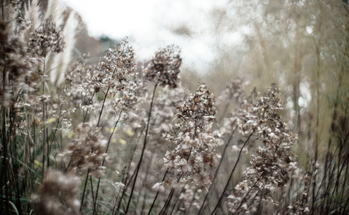 【作品発表】枯れものの美学