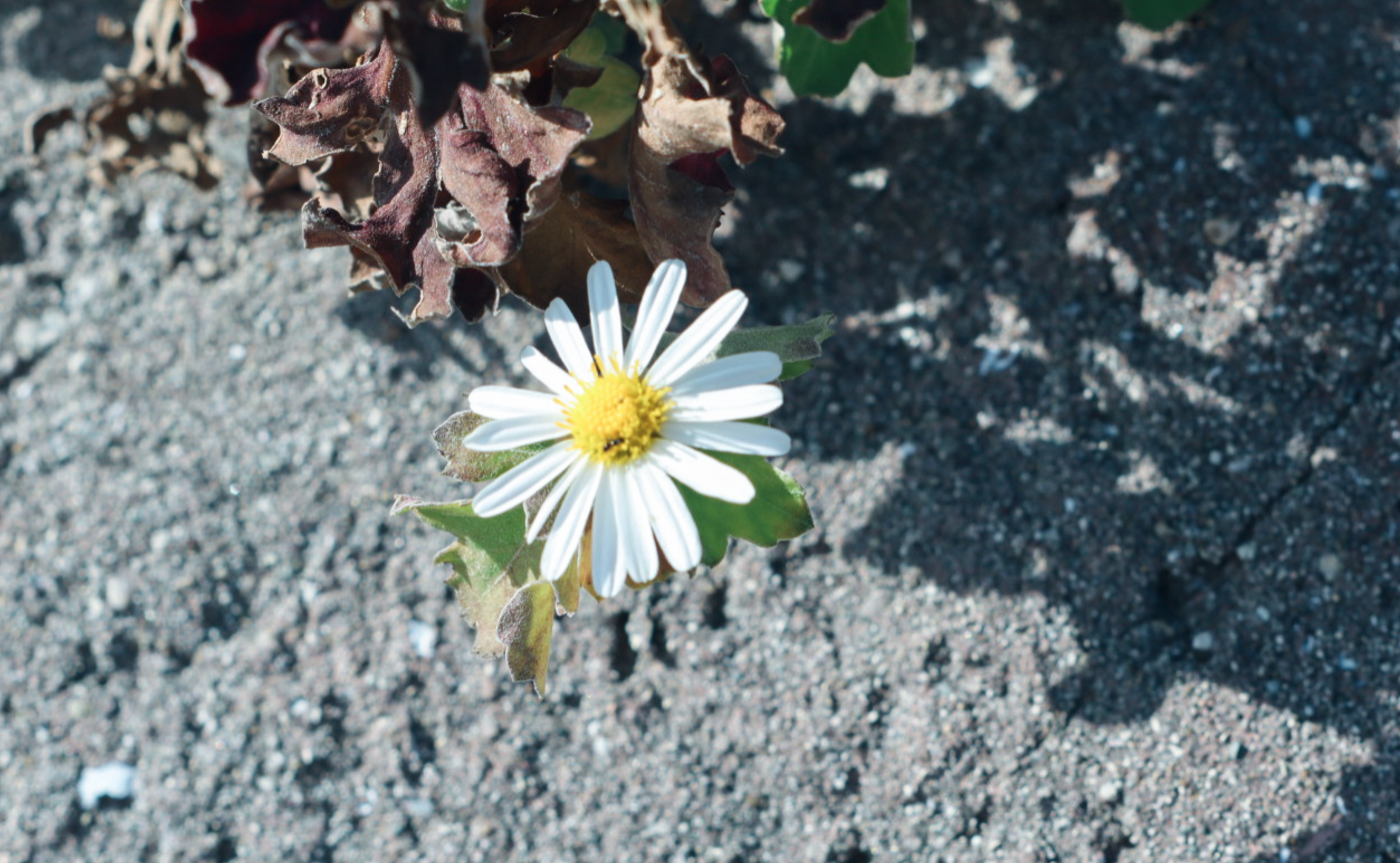 スナップは上手に撮らなくていい-スナップが上手く撮れない日に思い出す一つのこと-