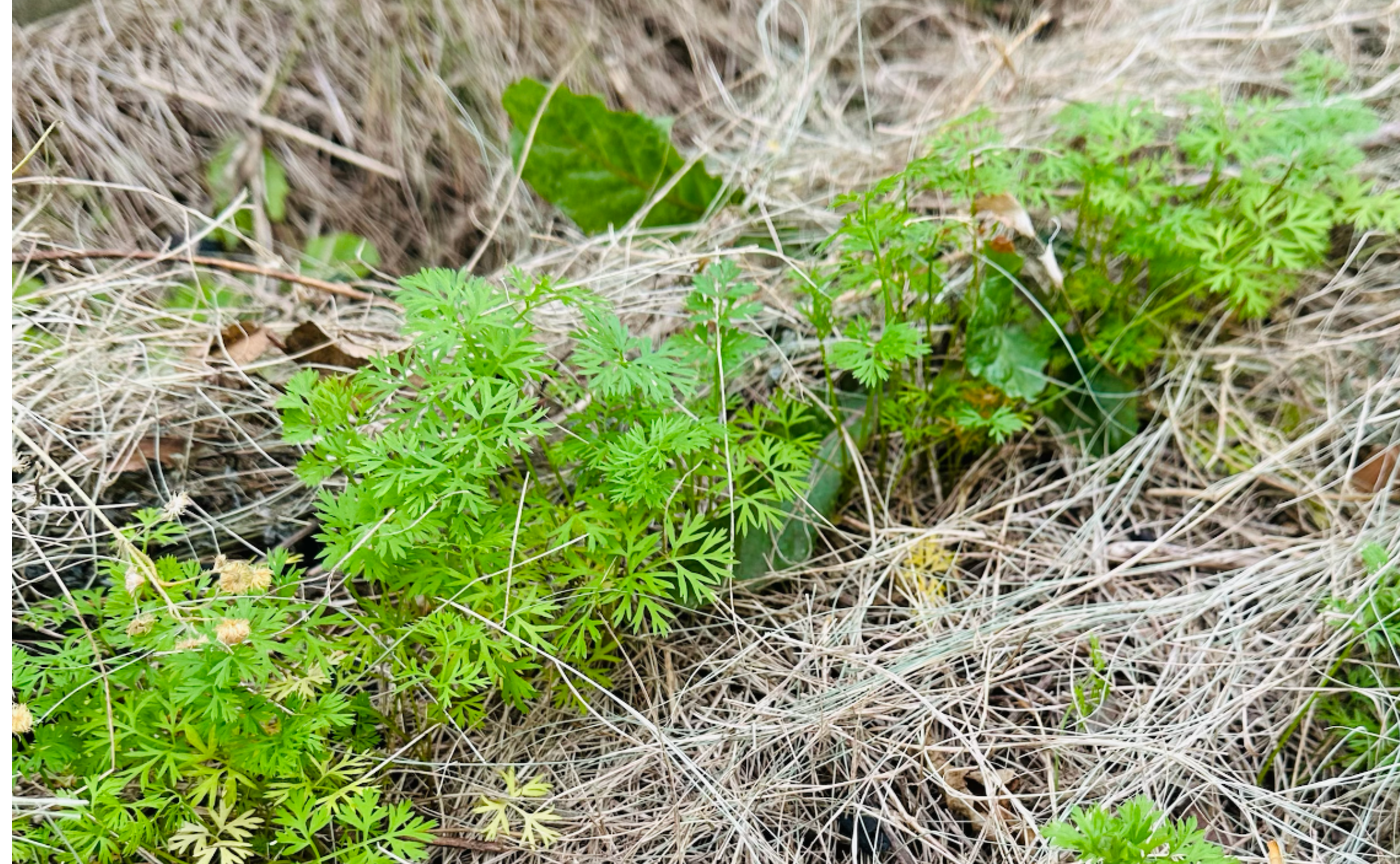 【外部公開用】草畝を作って"すぐに"人参を植えてはいけない理由