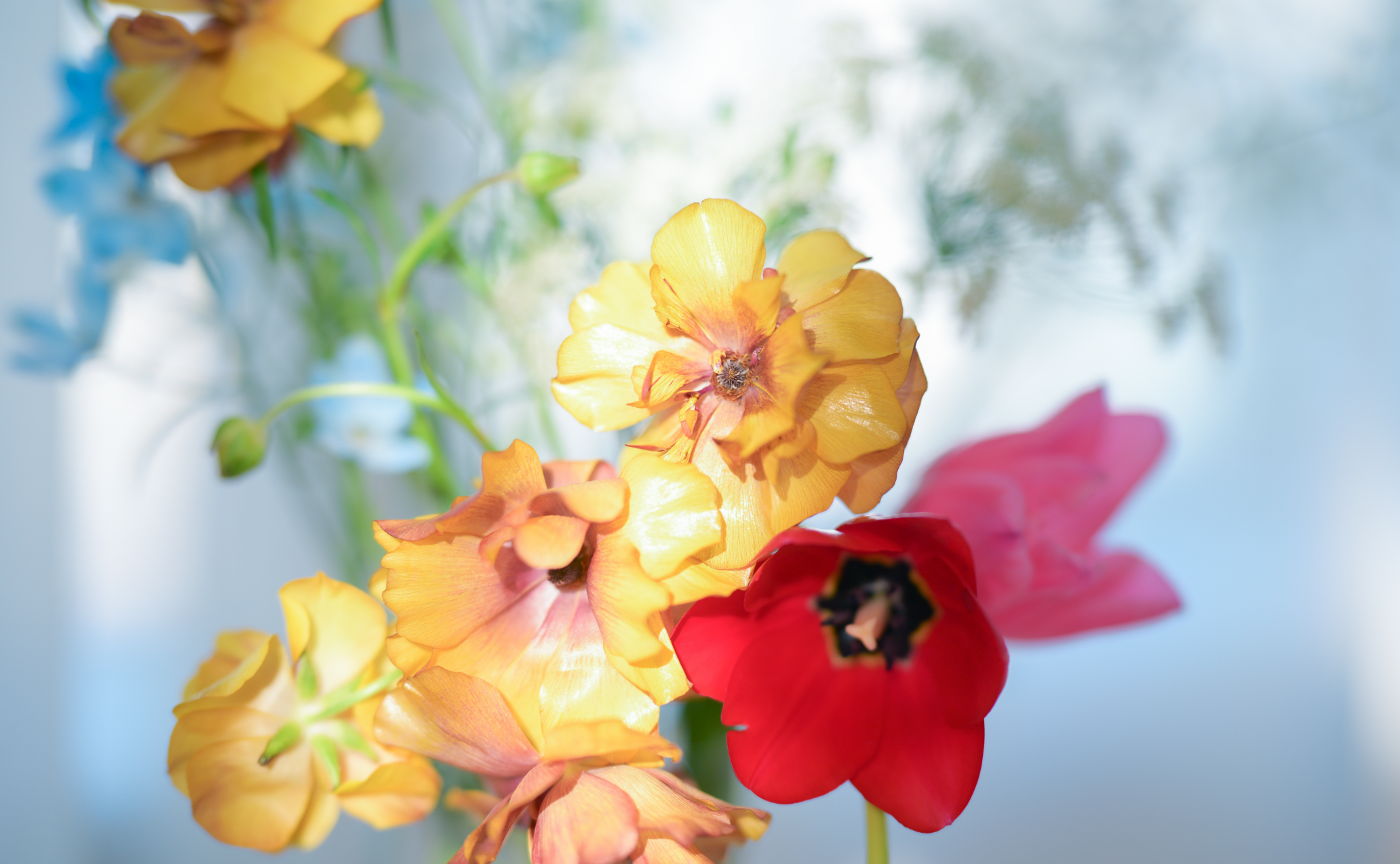 【チラ見プラン】に参加すると何ができるの？