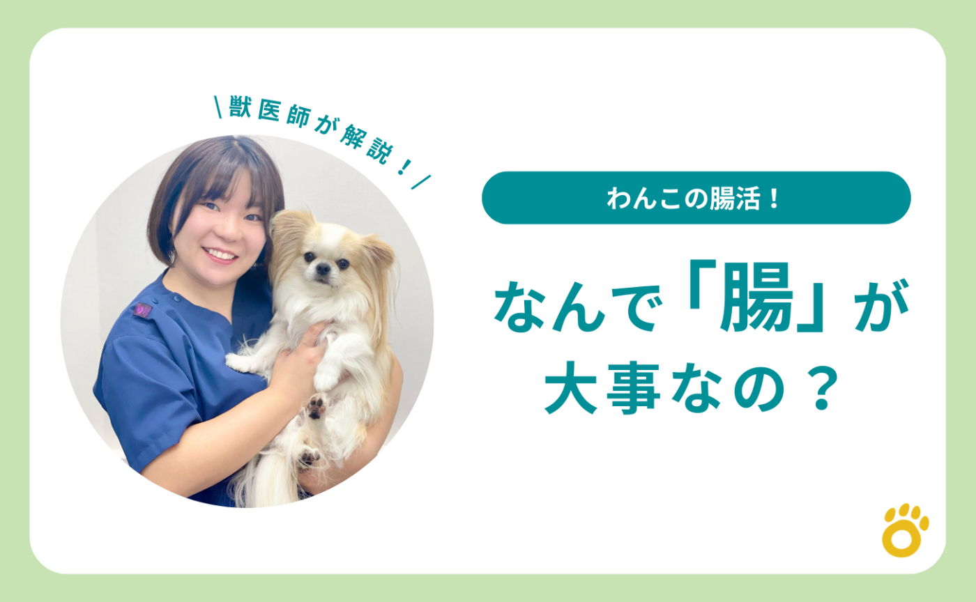 【獣医師解説】わんこの腸活！なんで「腸」が大事なの？