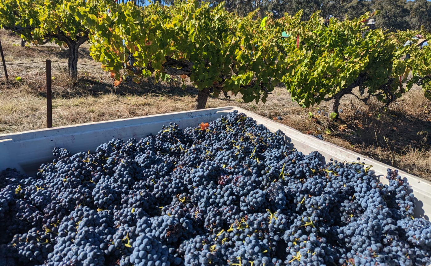 THE WINE STORE 品川｜「生産者を囲んで　オーストラリアワインの今を味わうワイン会」