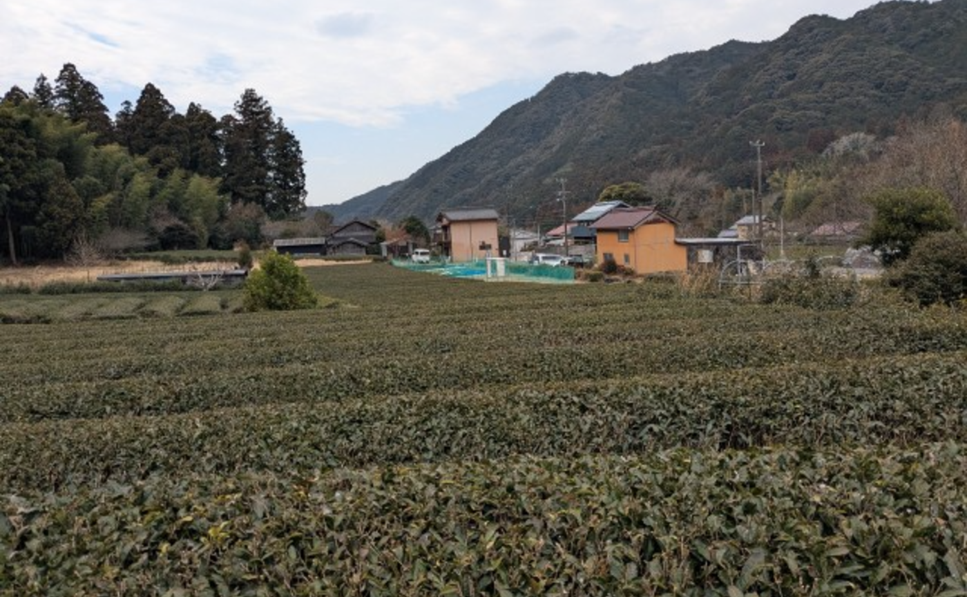 Camper(茶農家:石塚さやかさん)「ツバメと茶畑」の草取りに参加してきた【愛知県岡崎市】