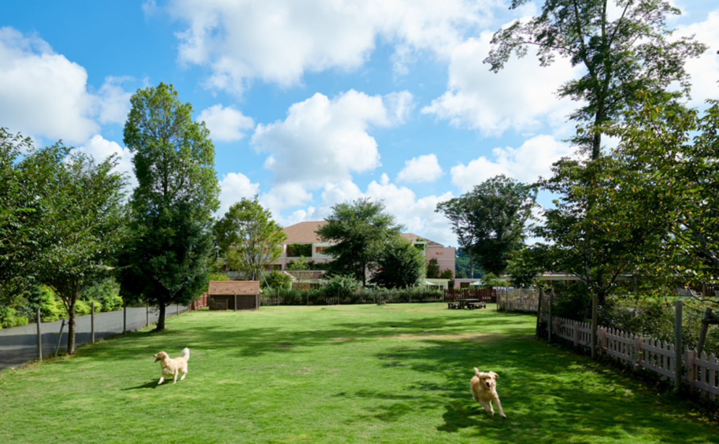 ドギーズアイランド 宿泊レポ🐶
