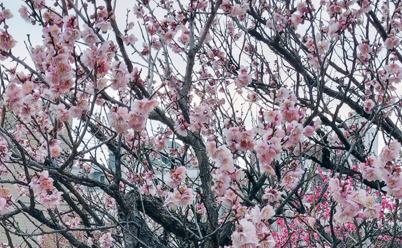 春の足音を感じた 〜せたがや梅まつり〜