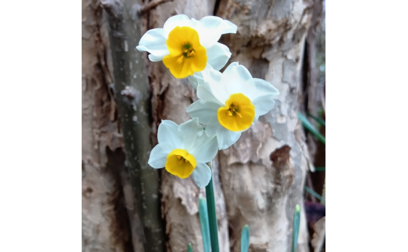 今日の我が家の庭【水仙】