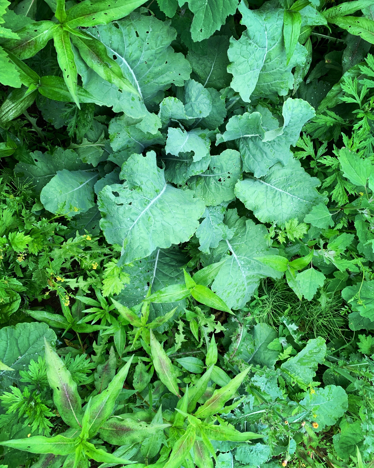 勝手に生えてくるシリーズ