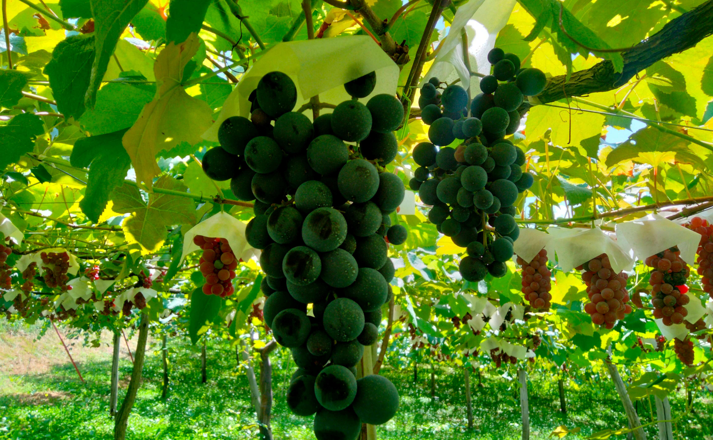 THE WINE STORE｜「アグリクール」醸造家とともに味わう日本ワインセミナー