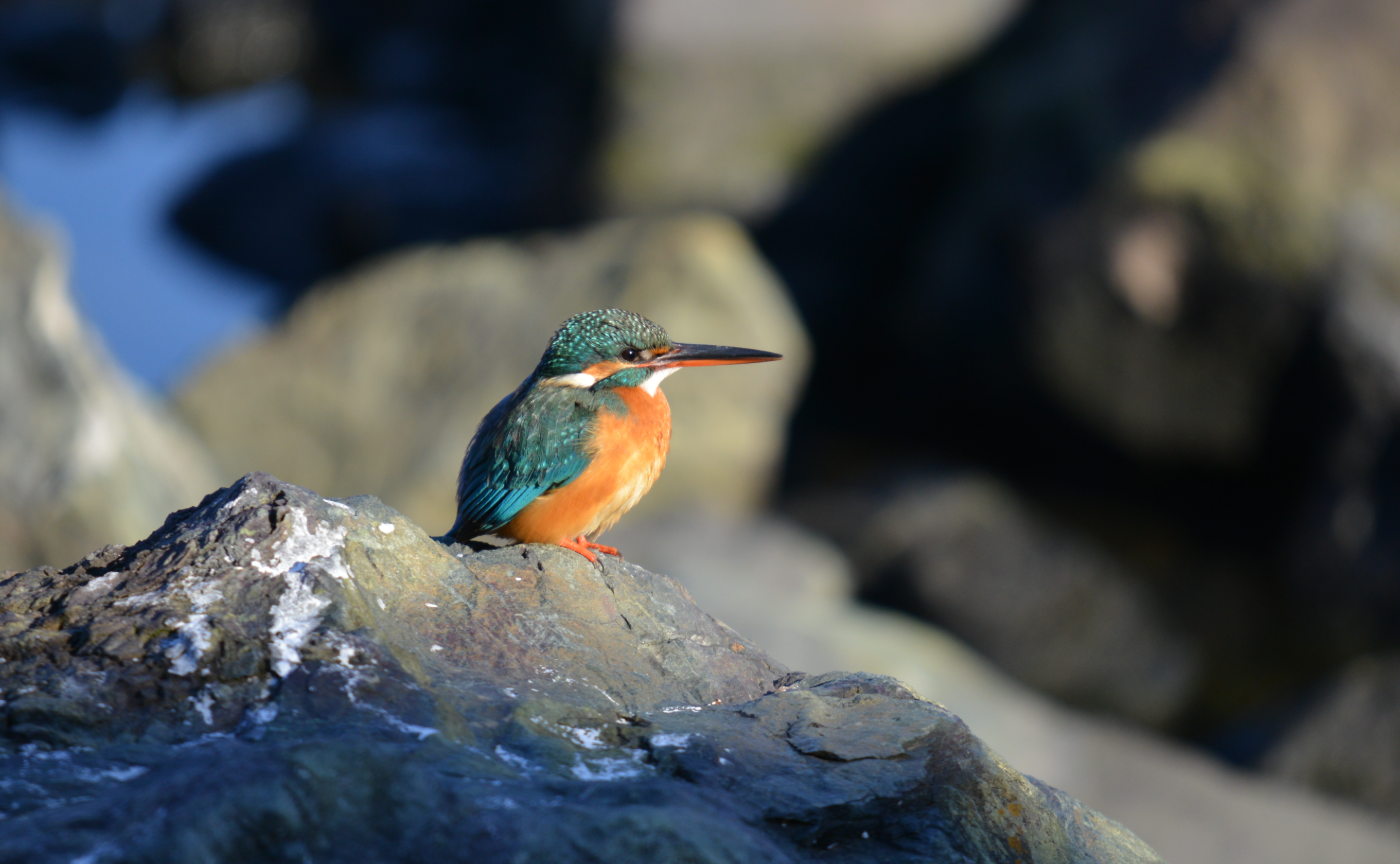 【Special Talk】都市で暮らすカワセミと、80人で探すカワセミ　～のまさん～