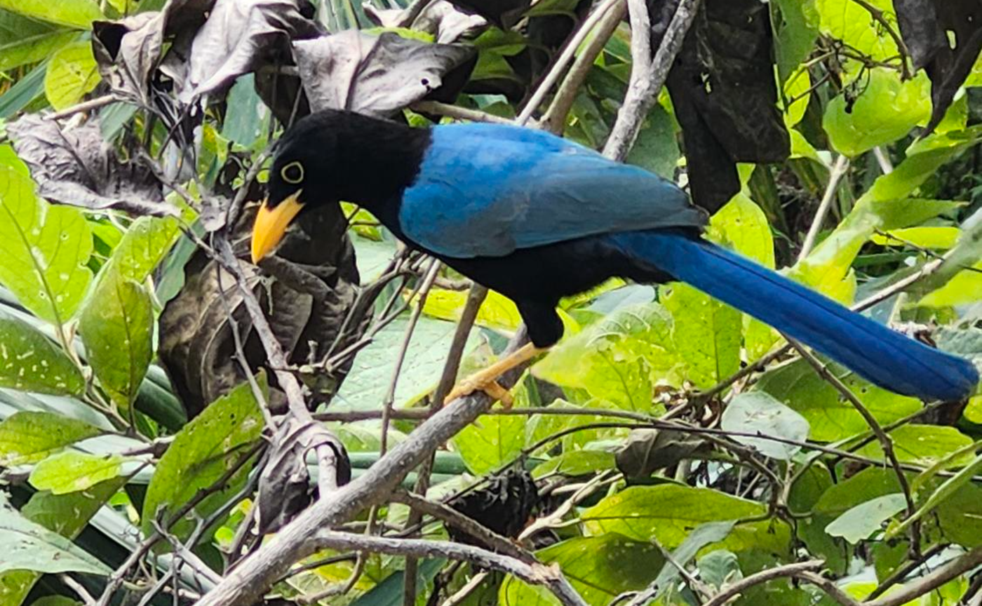 初めて出会った鳥さん