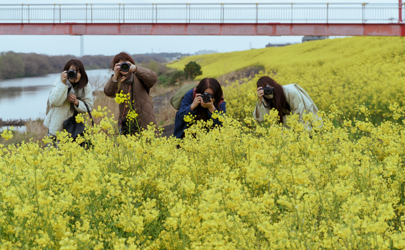 【開催レポ】江戸川土手で菜の花ポートレート撮影会